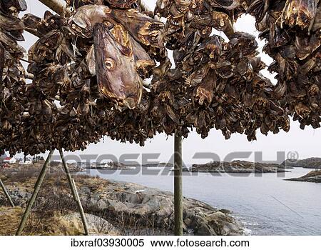 "Stockfish heads are hung from a wooden frame for drying, Henningsvaer, Lofoten, Norway, Europe" View Large Photo Image Stock Photography - "Stockfish heads are hung from a wooden frame for drying, Henningsvaer, Lofoten, Norway, Europe". Fotosearch