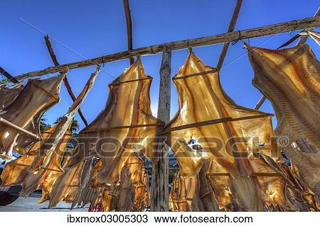 "Stockfish or cod hanging to dry, Portuguese production method, Porto de Camara de Lobos, Camara de Lobos, Madeira, Portugal, Europe" View Large Photo Image Stock Image - "Stockfish or cod hanging to dry, Portuguese production method, Porto de Camara de Lobos, Camara de Lobos, Madeira, Portugal, Europe". Fotosearch