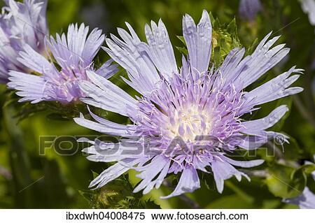 Stokes' Aster (Stokesia laevis) View Large Photo Image Stock Photography - Stokes' Aster (Stokesia laevis). Fotosearch