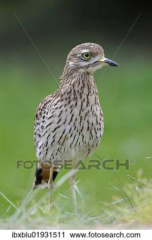 Stock Image - Stone Curlew or Eurasian Stone-curlew (Burhinus oedicnemus). Fotosearch