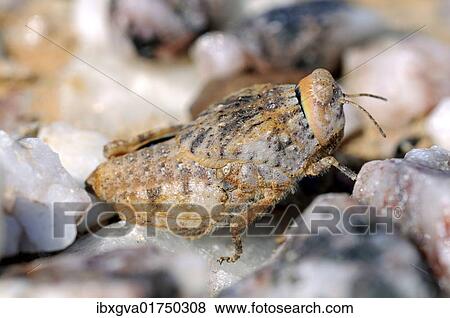 "Stone grasshopper (Trachypetrella sp. ) between quartz, Knersvlakte region, Namaqua district, South Africa, Africa" View Large Photo Image Stock Photo - "Stone grasshopper (Trachypetrella sp. ) between quartz, Knersvlakte region, Namaqua district, South Africa, Africa". Fotosearch