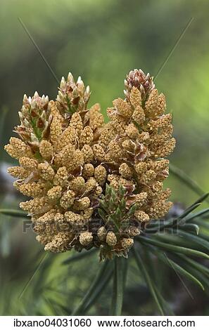 "Stone Pine (Pinus pinea), florescence, South Tyrol, Italy, Europe" View Large Photo Image Stock Image - "Stone Pine (Pinus pinea), florescence, South Tyrol, Italy, Europe". Fotosearch