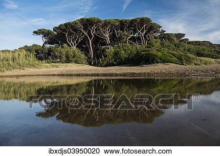 Stock Image - "Stone Pines (Pinus pinea), beach of Populonia, Livorno Province, Tuscany, Italy, Europe". Fotosearch