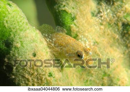 "Stone Sculpin (Paracottus knerii), Lake Baikal, Siberia, Russia, Europe" View Large Photo Image Stock Photograph - "Stone Sculpin (Paracottus knerii), Lake Baikal, Siberia, Russia, Europe". Fotosearch