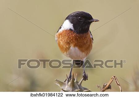 "Stonechat (Saxicola rubicola) at Addo Elephant Park, South Africa, Africa" View Large Photo Image Stock Image - "Stonechat (Saxicola rubicola) at Addo Elephant Park, South Africa, Africa". Fotosearch