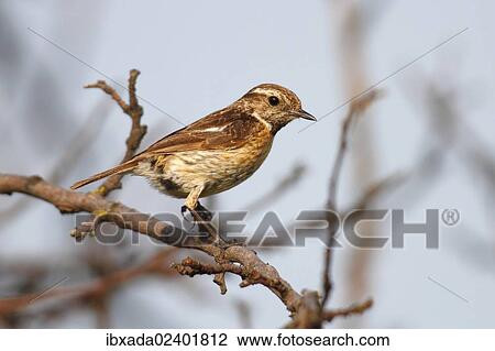 Stock Image - "Stonechat (Saxicola torquata), female sitting on a branch, Apetlon, Lake Neusiedl, Burgenland, Austria, Europe". Fotosearch