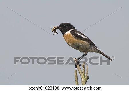 Stonechat (Saxicola torquata) View Large Photo Image Stock Photo - Stonechat (Saxicola torquata). Fotosearch