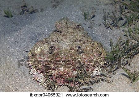 "Stonefish (Synanceia verrucosa) camouflaged, on sand and sea grass, frontal view, Jordan, Asia" View Large Photo Image Stock Image - "Stonefish (Synanceia verrucosa) camouflaged, on sand and sea grass, frontal view, Jordan, Asia". Fotosearch