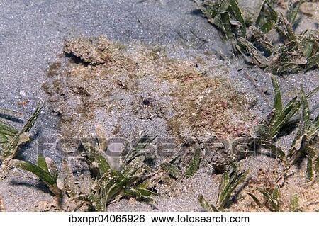 "Stonefish (Synanceia verrucosa) camouflaged, on sand and sea grass, Jordan, Asia" View Large Photo Image Stock Photograph - "Stonefish (Synanceia verrucosa) camouflaged, on sand and sea grass, Jordan, Asia". Fotosearch