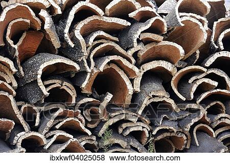 "Storage of cork bark of Cork Oaks (Quercus suber), Portugal, Europe" View Large Photo Image Stock Photo - "Storage of cork bark of Cork Oaks (Quercus suber), Portugal, Europe". Fotosearch