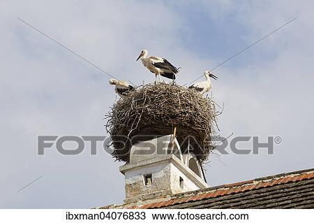 "Stork's nest, White Storks (Ciconia ciconia), Rust, Northern Burgenland, Burgenland, Austria, Europe" View Large Photo Image Stock Image - "Stork's nest, White Storks (Ciconia ciconia), Rust, Northern Burgenland, Burgenland, Austria, Europe". Fotosearch