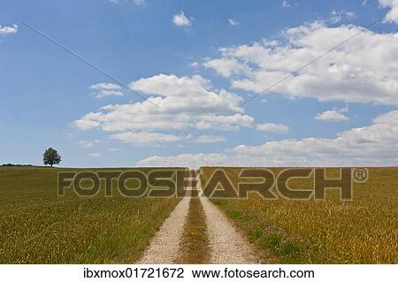 Straight dirt road through fields View Large Photo Image Stock Image - Straight dirt road through fields. Fotosearch