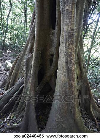 "Strangler Fig (Ficus) wrapped around a host tree, tropical rain forest, Las Pailas, Ricon de la Vieja National Park, Province of Guanacaste, Costa Rica, Central America, North America" View Large Photo Image Stock Photography - "Strangler Fig (Ficus) wrapped around a host tree, tropical rain forest, Las Pailas, Ricon de la Vieja National Park, Province of Guanacaste, Costa Rica, Central America, North America". Fotosearch