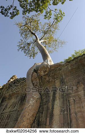 "Strangler Fig tree (Ficus sp. ) enveloping part of the Ta Prohm temple with its aerial roots, in the archaeological Angkor temple complex, Siam Reap, Cambodia, Southeast Asia, Asia" View Large Photo Image Stock Photograph - "Strangler Fig tree (Ficus sp. ) enveloping part of the Ta Prohm temple with its aerial roots, in the archaeological Angkor temple complex, Siam Reap, Cambodia, Southeast Asia, Asia". Fotosearch