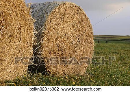 Stock Image - "Straw bales, Amrum island, Schleswig-Holstein, Germany, Europe". Fotosearch