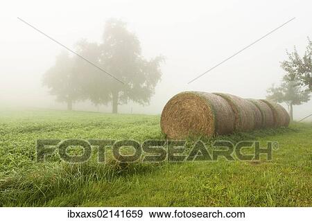 "Straw bales in a field in autumn, Ueberlingen, Lake Constance, Baden-Wuerttemberg, Germany, Europe, PublicGround, Europe" View Large Photo Image Stock Photo - "Straw bales in a field in autumn, Ueberlingen, Lake Constance, Baden-Wuerttemberg, Germany, Europe, PublicGround, Europe". Fotosearch