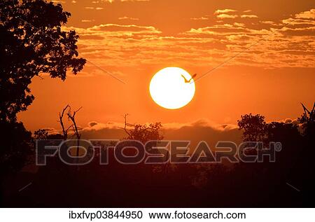 "Straw-coloured Fruit Bat (Eidolon helvum), in flight at sunrise, Kasanka National Park, Zambia, Africa" View Large Photo Image Stock Image - "Straw-coloured Fruit Bat (Eidolon helvum), in flight at sunrise, Kasanka National Park, Zambia, Africa". Fotosearch