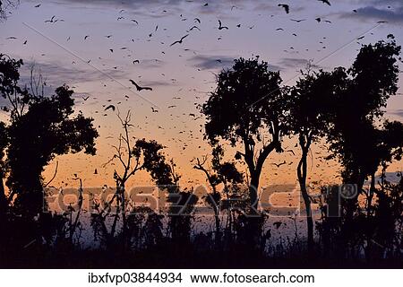 "Straw-coloured Fruit Bats (Eidolon helvum), in flight at first light, Kasanka National Park, Zambia, Africa" View Large Photo Image Picture - "Straw-coloured Fruit Bats (Eidolon helvum), in flight at first light, Kasanka National Park, Zambia, Africa". Fotosearch