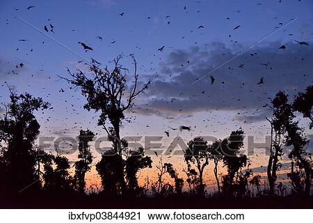 "Straw-coloured Fruit Bats (Eidolon helvum), in flight at first light, Kasanka National Park, Zambia, Africa" View Large Photo Image Stock Image - "Straw-coloured Fruit Bats (Eidolon helvum), in flight at first light, Kasanka National Park, Zambia, Africa". Fotosearch