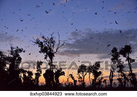 Stock Image - "Straw-coloured Fruit Bats (Eidolon helvum), in flight at first light, Kasanka National Park, Zambia, Africa". Fotosearch