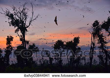 "Straw-coloured Fruit Bats (Eidolon helvum), in flight at first light, Kasanka National Park, Zambia, Africa" View Large Photo Image Stock Image - "Straw-coloured Fruit Bats (Eidolon helvum), in flight at first light, Kasanka National Park, Zambia, Africa". Fotosearch