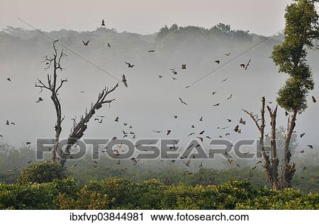 Stock Image - "Straw-coloured Fruit Bats (Eidolon helvum), in flight, Kasanka National Park, Zambia, Africa". Fotosearch