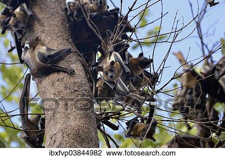 "Straw-coloured Fruit Bats (Eidolon helvum) on a tree, Kasanka National Park, Zambia, Africa" View Large Photo Image Stock Image - "Straw-coloured Fruit Bats (Eidolon helvum) on a tree, Kasanka National Park, Zambia, Africa". Fotosearch