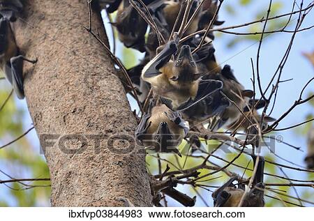 "Straw-coloured Fruit Bats (Eidolon helvum) on a tree, Kasanka National Park, Zambia, Africa" View Large Photo Image Stock Image - "Straw-coloured Fruit Bats (Eidolon helvum) on a tree, Kasanka National Park, Zambia, Africa". Fotosearch