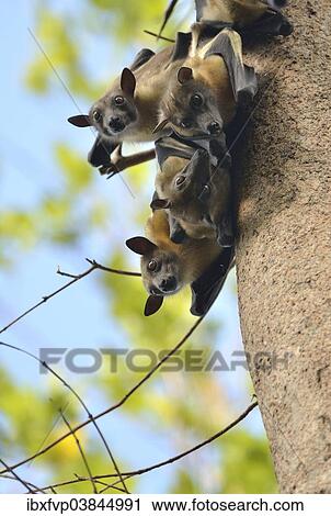 "Straw-coloured Fruit Bats (Eidolon helvum) on a tree, Kasanka National Park, Zambia, Africa" View Large Photo Image Stock Image - "Straw-coloured Fruit Bats (Eidolon helvum) on a tree, Kasanka National Park, Zambia, Africa". Fotosearch