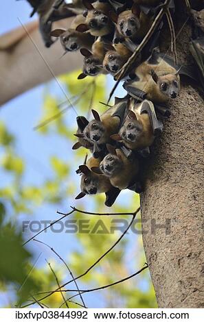 "Straw-coloured Fruit Bats (Eidolon helvum) on a tree, Kasanka National Park, Zambia, Africa" View Large Photo Image Stock Image - "Straw-coloured Fruit Bats (Eidolon helvum) on a tree, Kasanka National Park, Zambia, Africa". Fotosearch