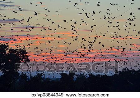"Straw-coloured Fruit Bats (Eidolon helvum), in flight at first light, Kasanka National Park, Zambia, Africa" View Large Photo Image Stock Photo - "Straw-coloured Fruit Bats (Eidolon helvum), in flight at first light, Kasanka National Park, Zambia, Africa". Fotosearch