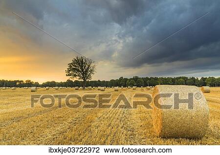 "Straw harvest, round bales, Duden-Rodenbostel, Lower Saxony, Germany, Europe" View Large Photo Image Stock Image - "Straw harvest, round bales, Duden-Rodenbostel, Lower Saxony, Germany, Europe". Fotosearch