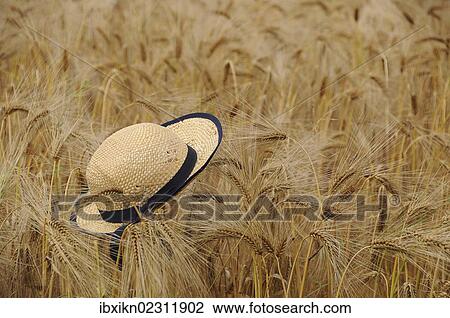"Straw hat in a field of rye (Secale cereale), summer scene, Tangstedt, Schleswig-Holstein, Germany, Europe" View Large Photo Image Stock Image - "Straw hat in a field of rye (Secale cereale), summer scene, Tangstedt, Schleswig-Holstein, Germany, Europe". Fotosearch