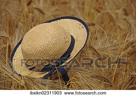 "Straw hat in a field of rye (Secale cereale), summer scene, Tangstedt, Schleswig-Holstein, Germany, Europe" View Large Photo Image Stock Image - "Straw hat in a field of rye (Secale cereale), summer scene, Tangstedt, Schleswig-Holstein, Germany, Europe". Fotosearch