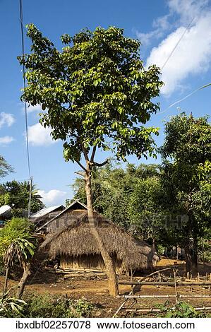 "Straw hut, village, Northern Thailand, Thailand, Asia" View Large Photo Image Stock Photo - "Straw hut, village, Northern Thailand, Thailand, Asia". Fotosearch