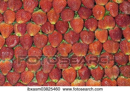 "Strawberries on sale on a market, Chiang Mai, Thailand, Asia" View Large Photo Image Stock Image - "Strawberries on sale on a market, Chiang Mai, Thailand, Asia". Fotosearch