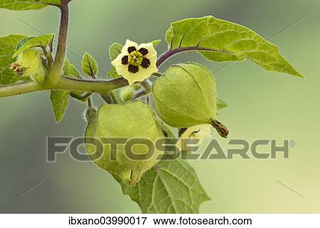 "Strawberry groundcherry (Physalis pruinosa), Tyrol, Austria, Europe" View Large Photo Image Stock Photo - "Strawberry groundcherry (Physalis pruinosa), Tyrol, Austria, Europe". Fotosearch