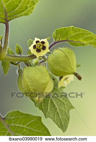 "Strawberry groundcherry (Physalis pruinosa), Tyrol, Austria, Europe" View Large Photo Image Stock Photo - "Strawberry groundcherry (Physalis pruinosa), Tyrol, Austria, Europe". Fotosearch