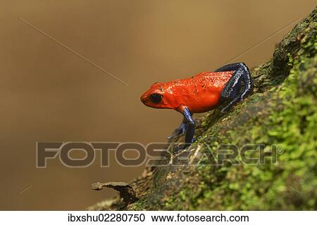 "Strawberry Poison Frog (Dendrobates pumilio), Tenorio Volcano National Park, Costa Rica, Central America, North America" View Large Photo Image Stock Image - "Strawberry Poison Frog (Dendrobates pumilio), Tenorio Volcano National Park, Costa Rica, Central America, North America". Fotosearch