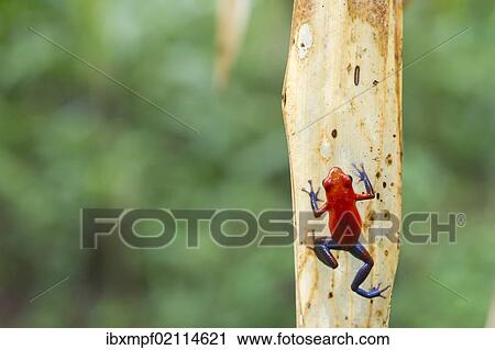 "Strawberry poison frog or Strawberry poison-dart frog (Oophaga pumilio syn. Dendrobates pumilio), Laguna del Lagarto Lodge, Alajuela, Costa Rica, Central America, North America" View Large Photo Image Stock Image - "Strawberry poison frog or Strawberry poison-dart frog (Oophaga pumilio syn. Dendrobates pumilio), Laguna del Lagarto Lodge, Alajuela, Costa Rica, Central America, North America". Fotosearch