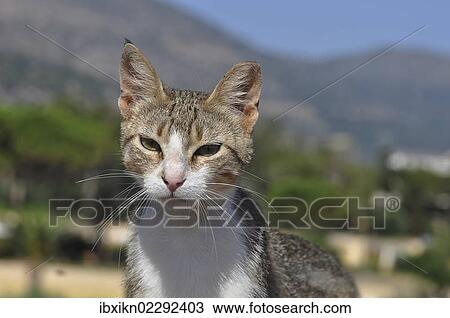 "Stray cat, Stalida, Stalis, Crete, Greece, Europe" View Large Photo Image Stock Image - "Stray cat, Stalida, Stalis, Crete, Greece, Europe". Fotosearch