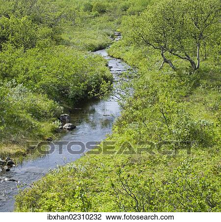 "Stream and lush vegetation, Joekulsargljufur National Park, Iceland, Europe" View Large Photo Image Stock Image - "Stream and lush vegetation, Joekulsargljufur National Park, Iceland, Europe". Fotosearch