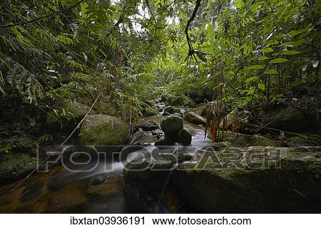 Stock Image - "Stream in the rainforest of Marojejy, Madagascar, Africa". Fotosearch