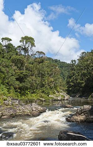 "Stream, small waterfall in jungle, primary forest, National Park Ranomafana, Fianarantsoa Province, Madagascar, Africa" View Large Photo Image Stock Image - "Stream, small waterfall in jungle, primary forest, National Park Ranomafana, Fianarantsoa Province, Madagascar, Africa". Fotosearch