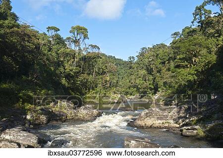 Stock Photograph - "Stream, small waterfall in jungle, primary forest, National Park Ranomafana, Fianarantsoa Province, Madagascar, Africa". Fotosearch