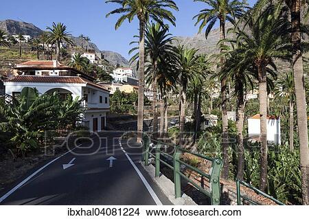 "Street and palm trees, Los Granados, Valle Gran Rey, La Gomera, Canary Islands, Spain, Europe" View Large Photo Image Picture - "Street and palm trees, Los Granados, Valle Gran Rey, La Gomera, Canary Islands, Spain, Europe". Fotosearch