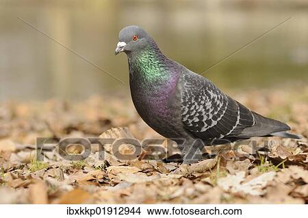 Picture - Street pigeon (Columba livia forma domestica). Fotosearch