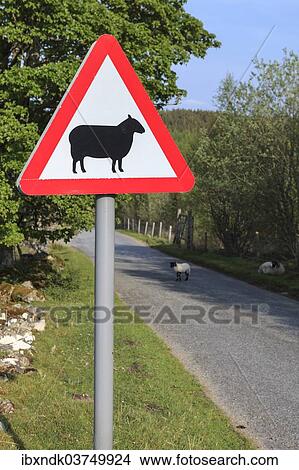 "Street sign, caution sheep, Pitlochry, Scotland, United Kingdom, Europe" View Large Photo Image Picture - "Street sign, caution sheep, Pitlochry, Scotland, United Kingdom, Europe". Fotosearch