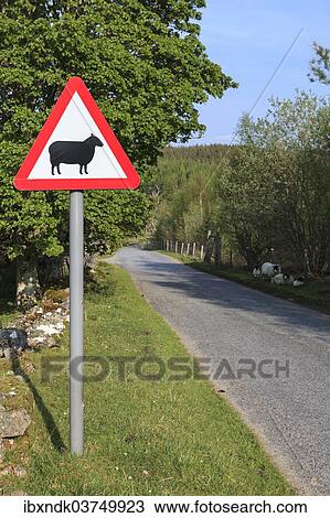 "Street sign, caution sheep, Pitlochry, Scotland, United Kingdom, Europe" View Large Photo Image Stock Image - "Street sign, caution sheep, Pitlochry, Scotland, United Kingdom, Europe". Fotosearch
