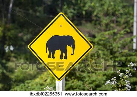 "Street sign, pictogram of an elephant, northern Thailand, Thailand, Asia" View Large Photo Image Stock Image - "Street sign, pictogram of an elephant, northern Thailand, Thailand, Asia". Fotosearch